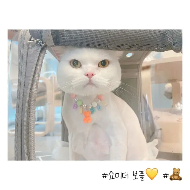 마곡 고양이 미용실 마고미 사진 5