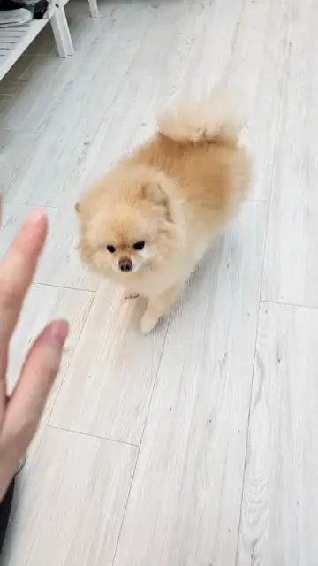 필라테스 뮤트 사진 6