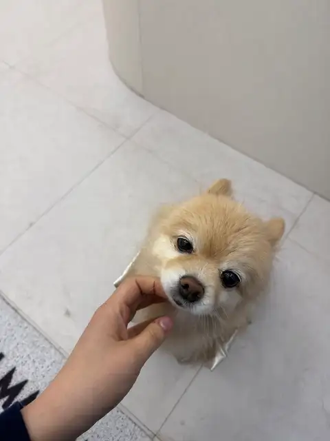 다뮤네일 사진 6