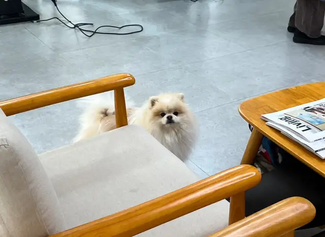 로디브헤어 사진 2