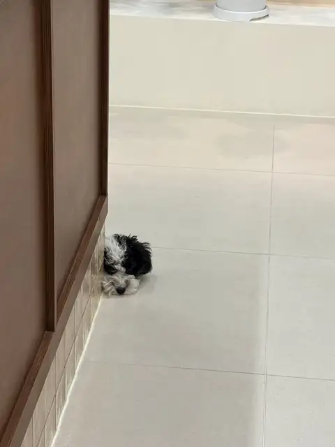 초티크 사진 5