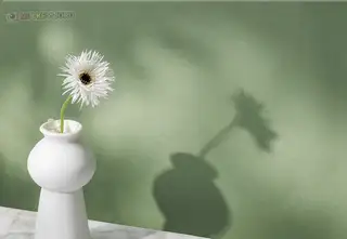 노끄 사진