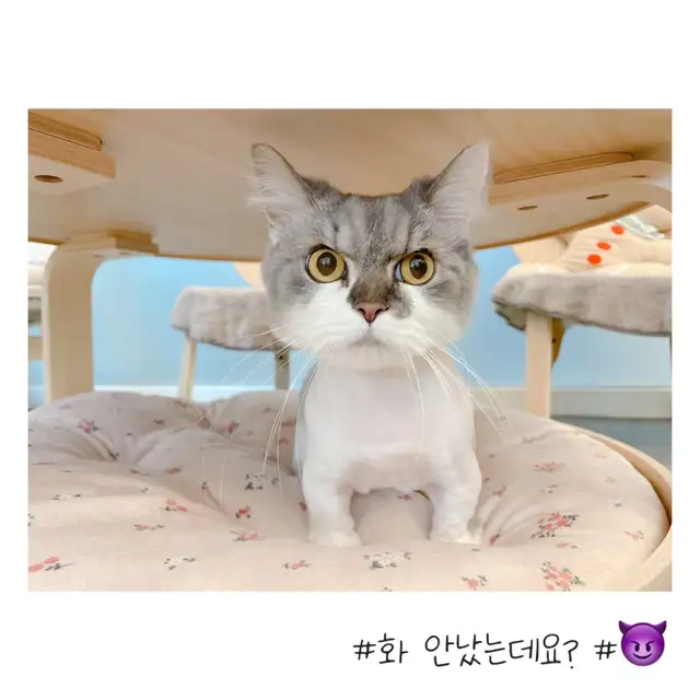 마곡 고양이 미용실 마고미 사진 6