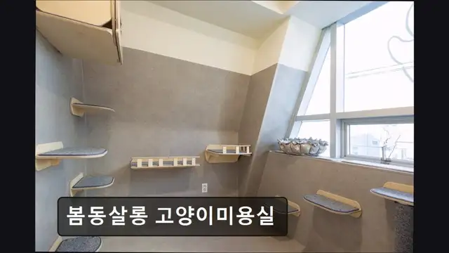 봄동살롱 고양이미용실 사진 8