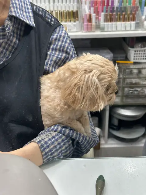 바이올렛 사진 3