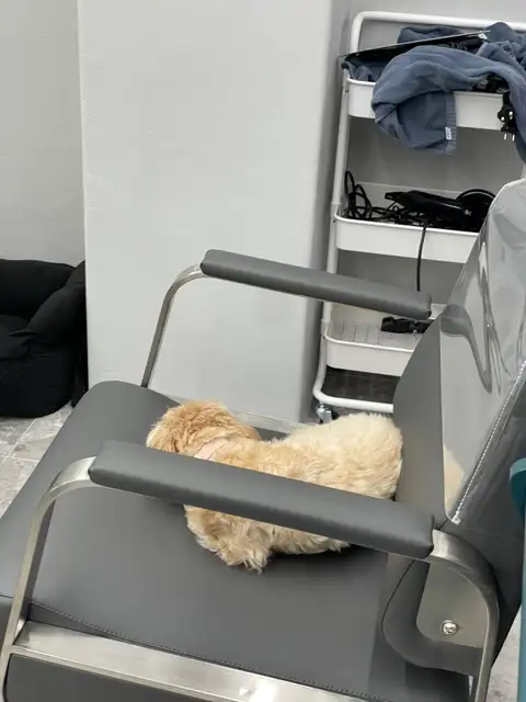 브릭스헤어 사진 4