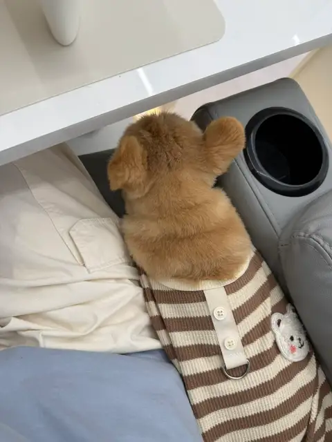 다뮤네일 사진 8