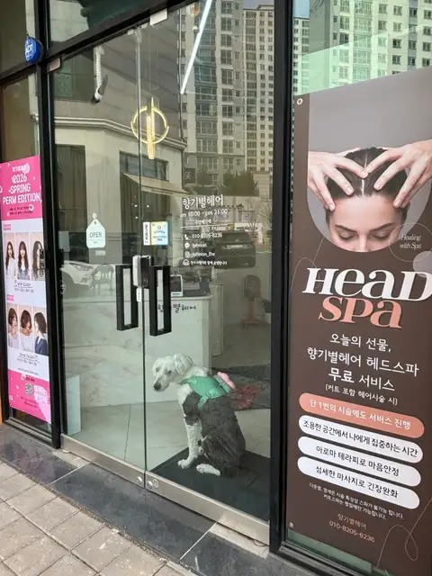 향기별헤어 사진 8