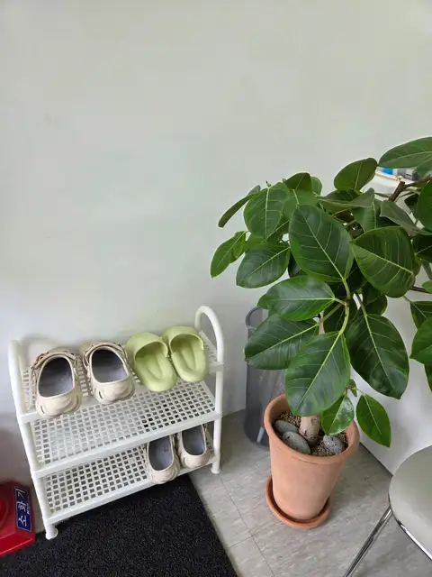 하솜래쉬 사진 6