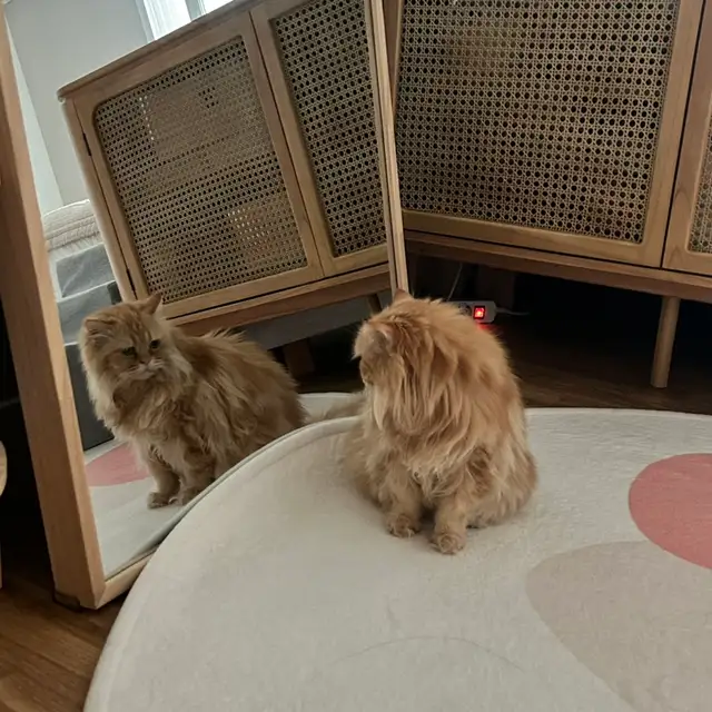 봄동살롱 고양이미용실 사진 2