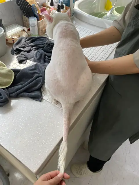 마곡 고양이 미용실 마고미 사진 8