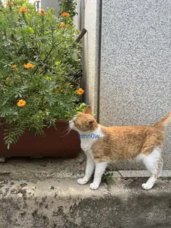 위드네일 사진