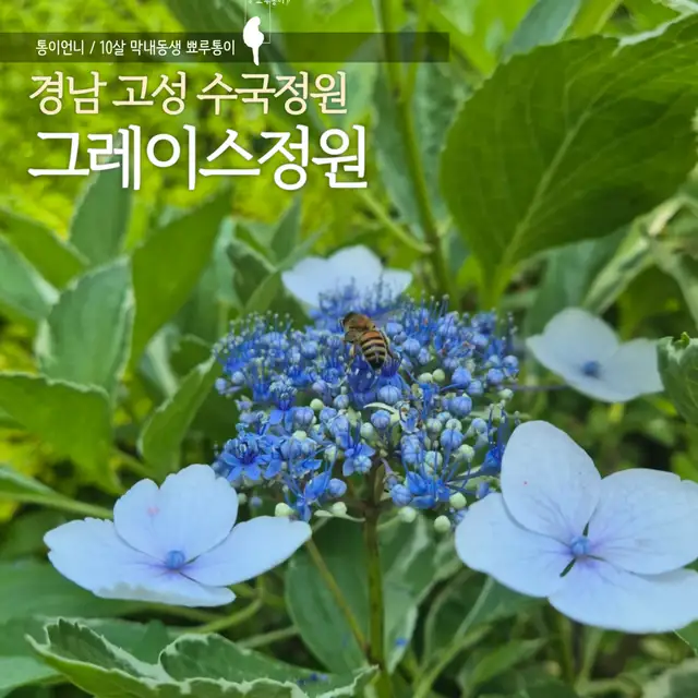 그레이스 사진 5