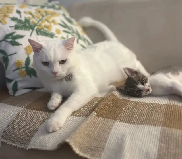 마곡 고양이 미용실 마고미 사진 2