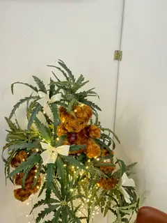 유디트 왁싱 사진