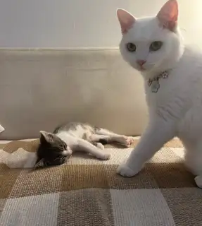 마곡 고양이 미용실 마고미 사진