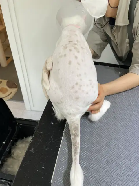 마곡 고양이 미용실 마고미 사진 7