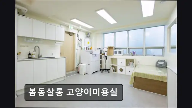 봄동살롱 고양이미용실 사진 7