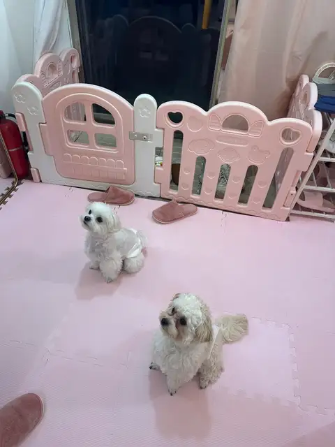 두블리 사진 4