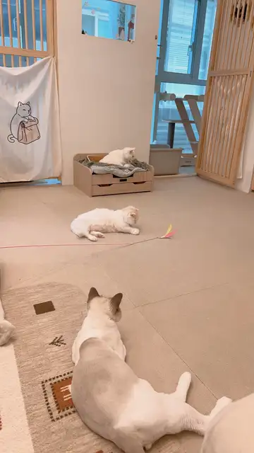마곡 고양이 미용실 마고미 사진 4