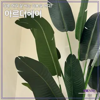 아르더헤어 사진