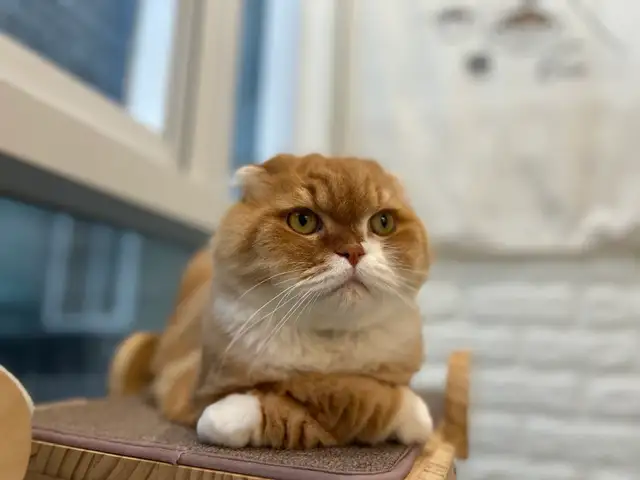 마곡 고양이 미용실 마고미 사진 3